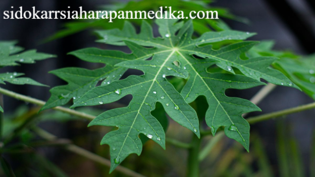 5 Manfaat Daun Pepaya bagi Kesehatan Tubuh