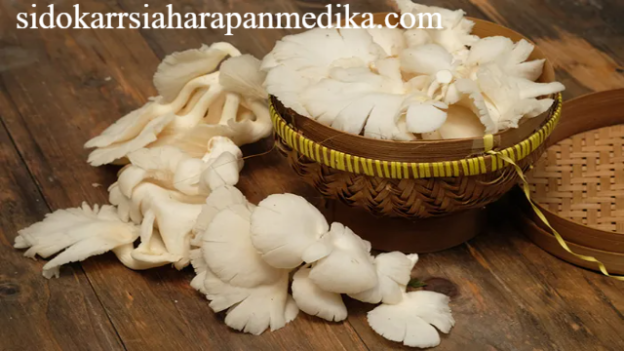 8 Manfaat Jamur Tiram untuk Kesehatan Tubuh
